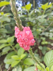 Stachytarpheta mutabilis