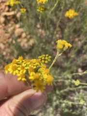 Senecio burchellii