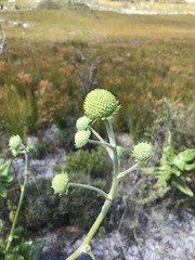 Hermas villosa