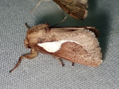 Prolimacodes trigona