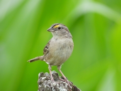 Ammodramus humeralis