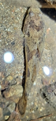 Odontobutis obscurus