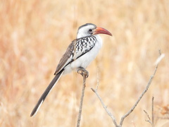 Tockus erythrorhynchus
