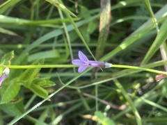 Lobelia goetzei