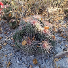Mammillaria carnea