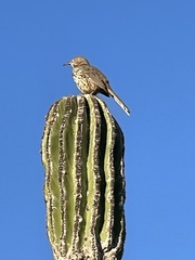 Toxostoma cinereum