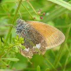 Coenonympha glycerion
