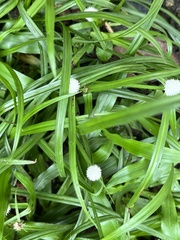 Cyperus mindorensis