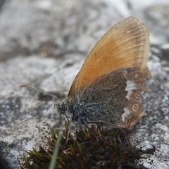 Coenonympha glycerion