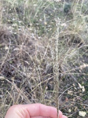 Sporobolus compositus