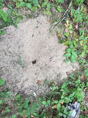Tamias striatus