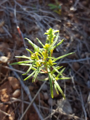 Pectis angustifolia