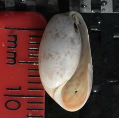 Bulla occidentalis