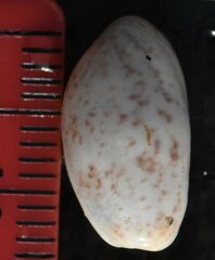 Bulla occidentalis