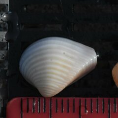 Anomalocardia cuneimeris