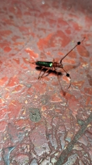 Compsocerus violaceus