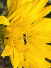 Toxomerus vertebratus