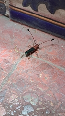 Compsocerus violaceus