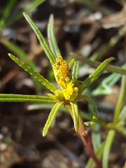 Pectis angustifolia