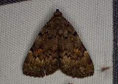 Idia aemula