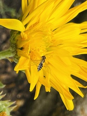 Toxomerus vertebratus