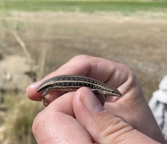 Trachylepis variegata