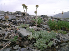 Artemisia glomerata
