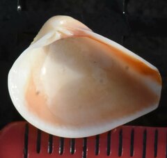 Anomalocardia cuneimeris