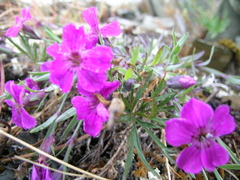 Dianthus repens