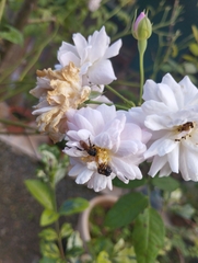 Trigona fulviventris