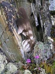 Dianthus repens