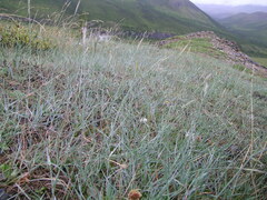 Pseudoroegneria spicata