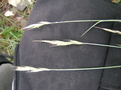 Pseudoroegneria spicata