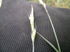 Pseudoroegneria spicata