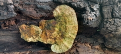 Trametes betulina