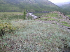 Pseudoroegneria spicata