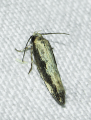 Monopis dorsistrigella