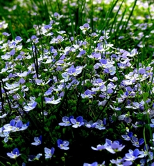 Veronica filiformis