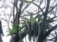 Wittmackia patentissima