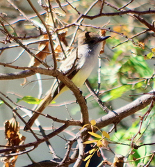 Myiarchus cinerascens