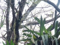 Wittmackia patentissima