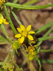 Pectis angustifolia