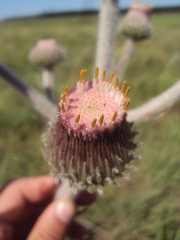 Stenachaenium riedelii