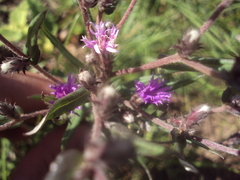 Lessingianthus plantaginodes