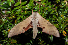 Marumba juvencus