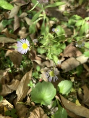 Symphyotrichum prenanthoides
