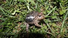 Odontophrynus