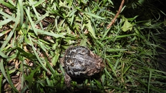 Odontophrynus