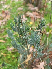 Santolina rosmarinifolia