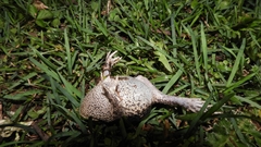 Odontophrynus